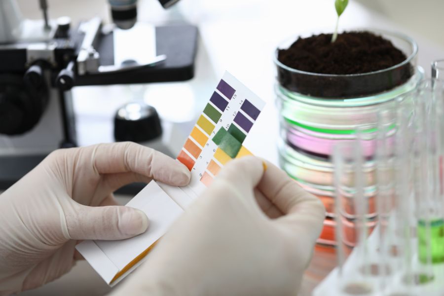 Come misurare il pH del terreno e la sua acidità per correggerlo