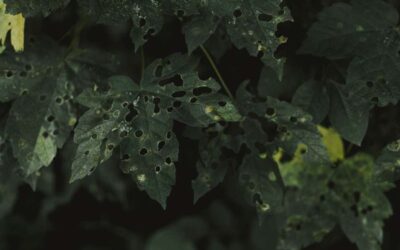 Foglie bucate o mangiate? Cause e come risolvere con soli metodi naturali