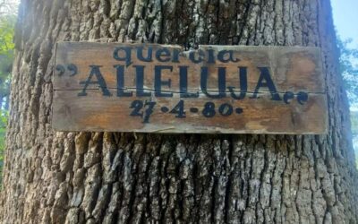 La Quercia Alleluja: una chiacchierata ai suoi piedi