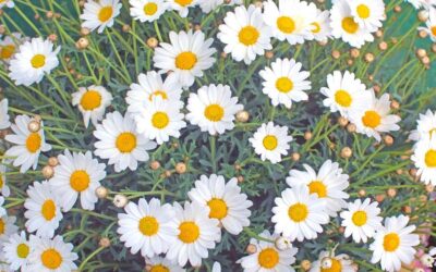 Quali fiori fioriscono nel mese di maggio? I 10 migliori da sfruttare per il tuo giardino