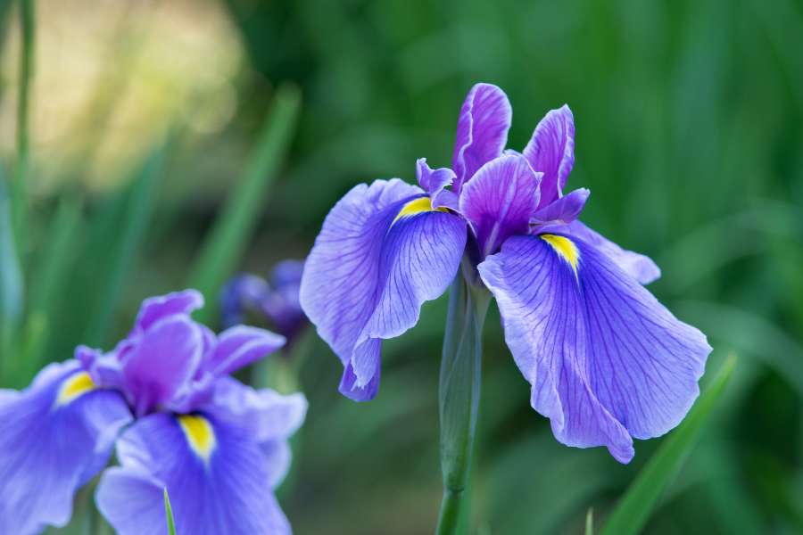 Iris blu-viola in primo piano su sfondo verde sfocato