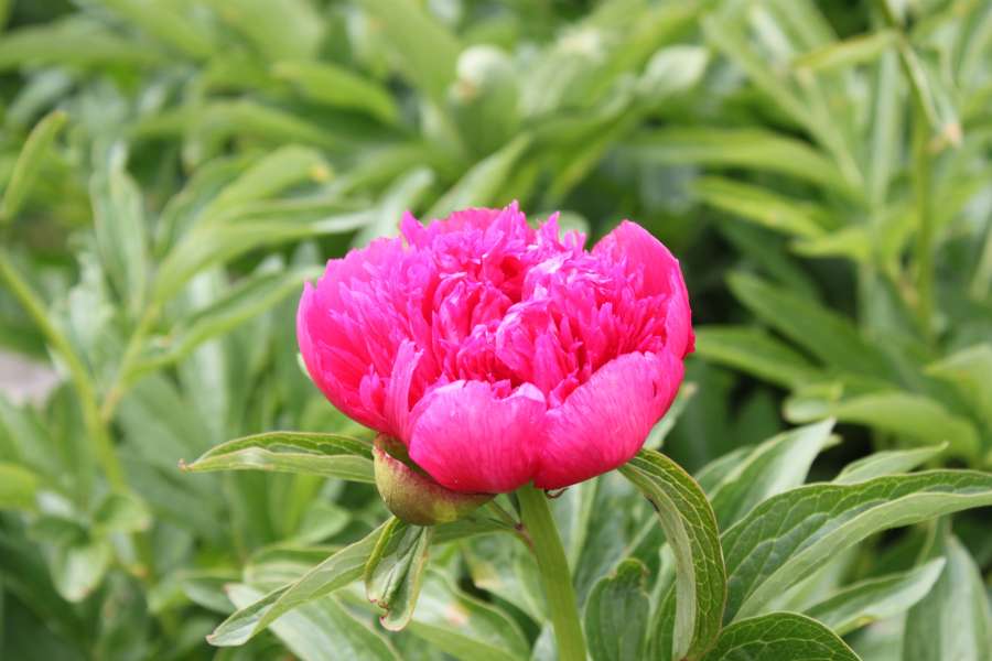 Peonia rosa carico in fiore tra foglie verdi