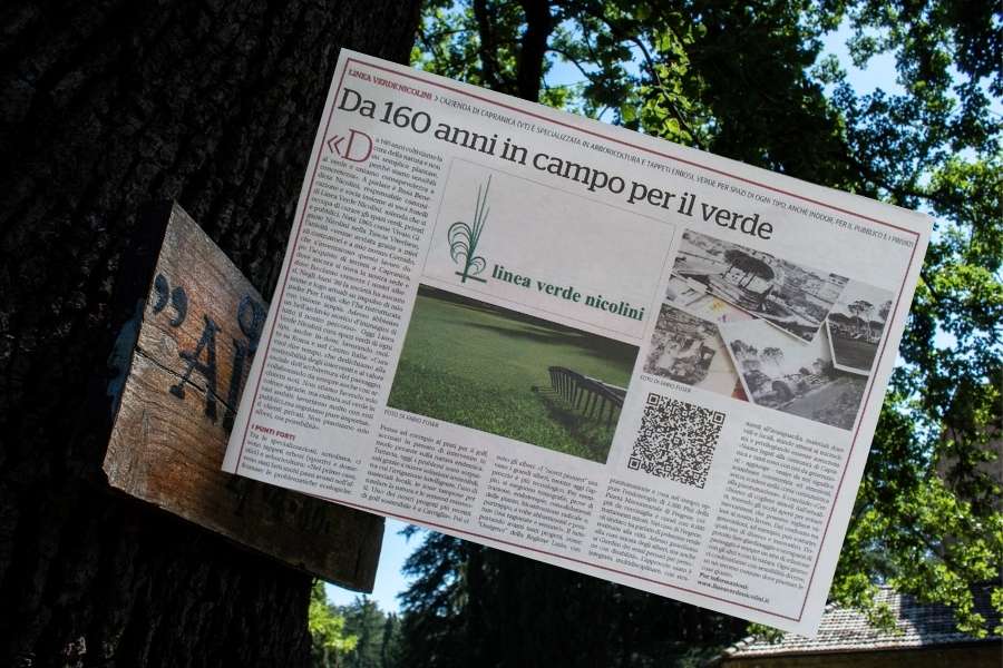 Due foto della Quercia Alleluja: una con i colori della notte e una in bianco e nero