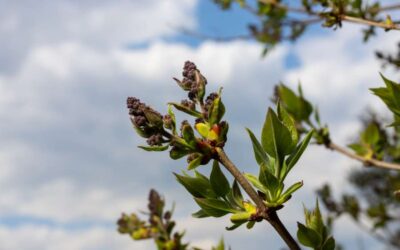 La tua pianta di Lillà non fiorisce? 7 cause e soluzioni per una bella fioritura
