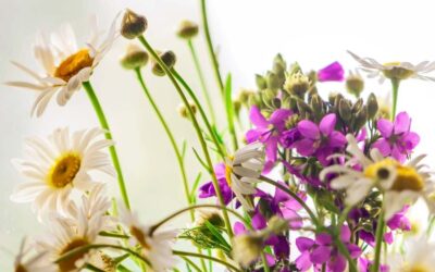 I migliori 10 fiori di stagione a giugno: celebra l’estate con stile e colori