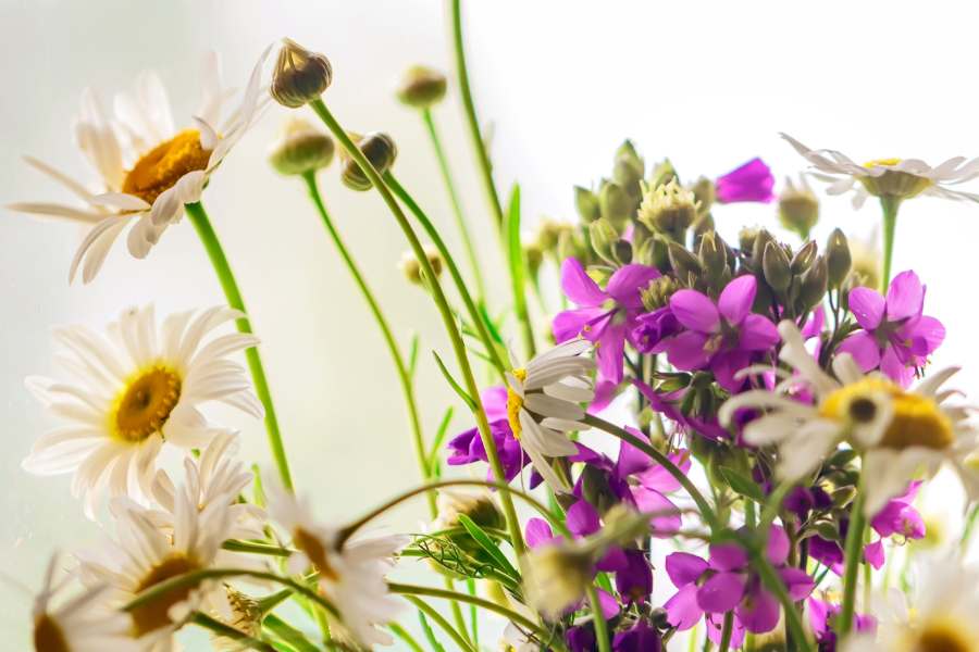 I migliori 10 fiori di stagione a giugno: celebra l’estate con stile e colori