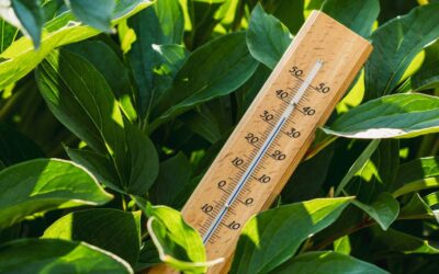 Come proteggere le piante dal caldo e sole estivo? Presta attenzione a questo