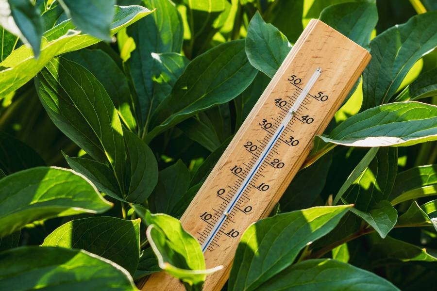 Come proteggere le piante dal caldo e sole estivo? Presta attenzione a questo