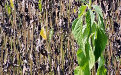 Foglie delle piante bruciate dal sole: come risolvere e prevenire il problema
