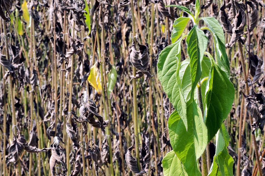 Foglie delle piante bruciate dal sole: come risolvere e prevenire il problema