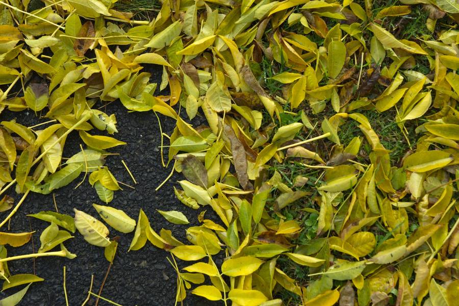 foglie bruciate dal sole ingiallite e cadute a terra