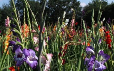 Gladioli: come, quando piantarli e segreti del mestiere sulla cura