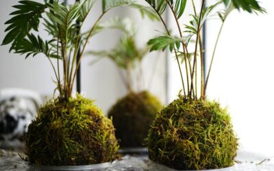 Kokedama: cos’è, come farlo (guida fai da te), cura e quanto tempo dura