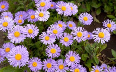 Settembrini (o Aster) perenni: dove, quando piantarli e come curarli?