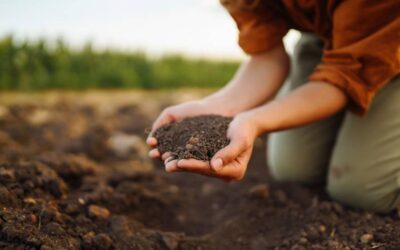 Terriccio vecchio o esausto? Come riconoscerlo e rigenerarlo facilmente 