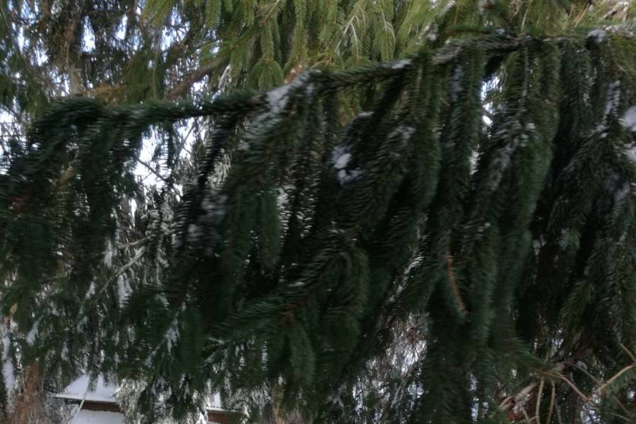 Alberi e arbusti sotto la neve Rami di conifera piegati dal peso della neve