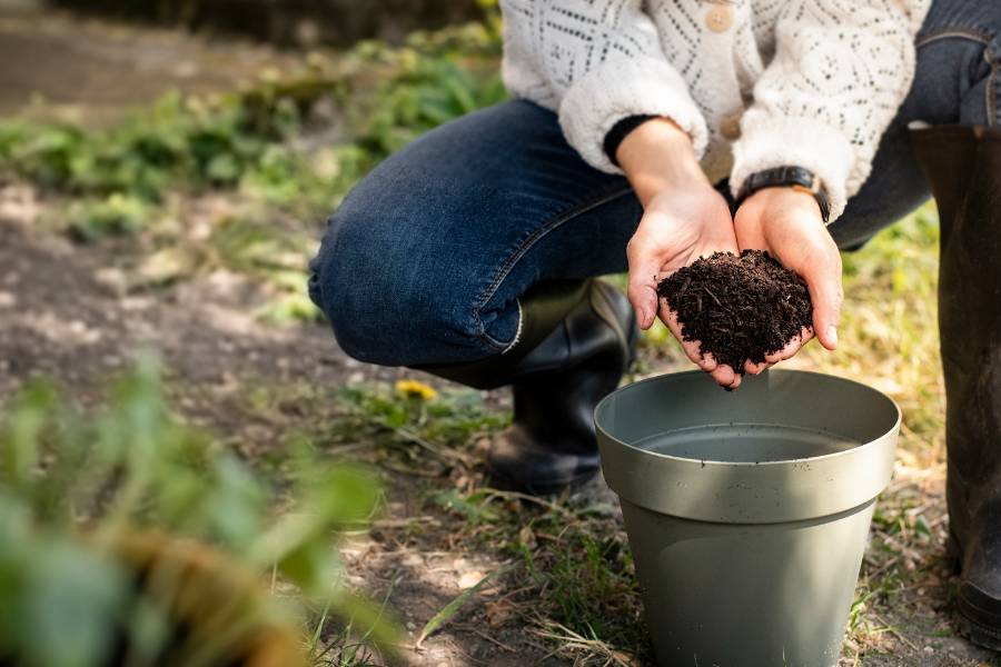 Nutrire il terreno in autunno Mani che mostrano terriccio maturo da compost