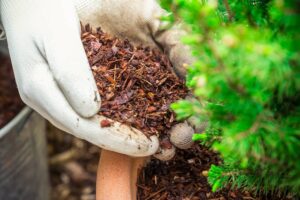 Protezione delle piante in vaso Mani con guanti che sistemano pacciamatura di corteccia in un vaso