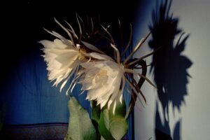 Fiore di Epiphyllum oxypetalum con petali bianchi e riflessi dorati