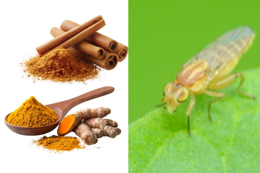 Cannella e curcuma come rimedi naturali per allontanare i moscerini dal terriccio delle piante.