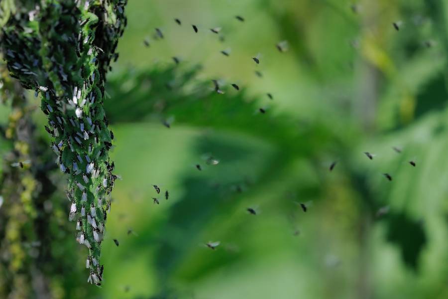 Piccolo sciame di moscerini che si alza da una pianta infestata.