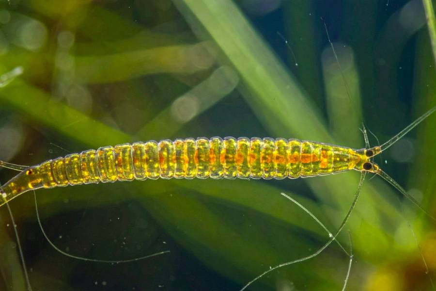 Larva di moscerino, responsabile dei danni alle radici delle piante.