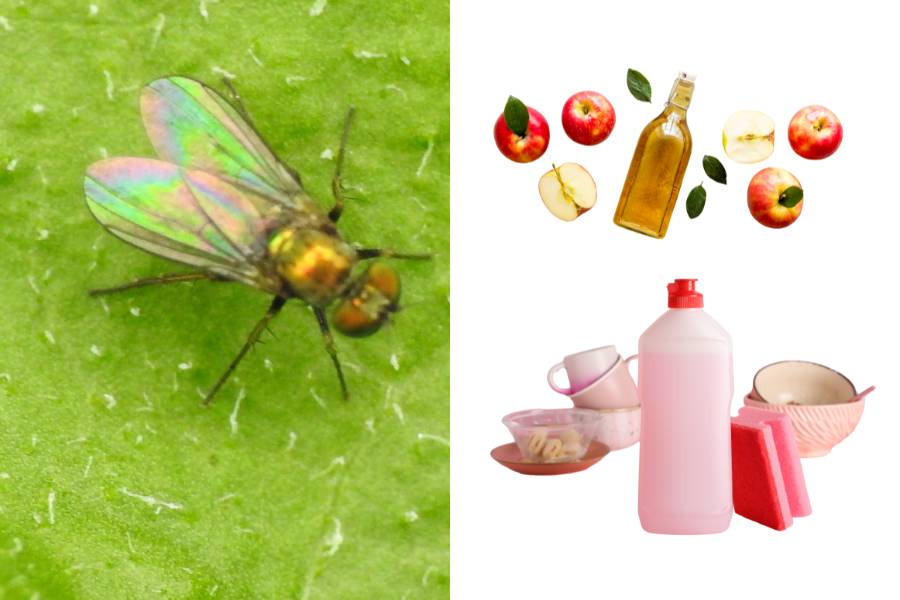 Moscerino su foglia accanto agli ingredienti per creare una trappola naturale a base di aceto e detersivo.