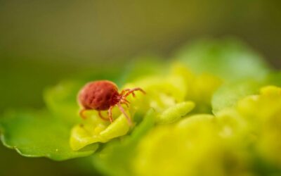 Ragnetto rosso sulle piante? Sintomi e rimedi naturali per sbarazzarsene definitivamente