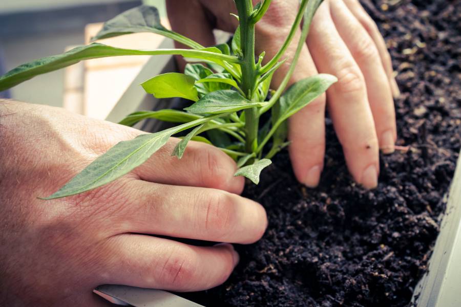 Mani che mettono a dimora una giovane pianta in un terriccio morbido e drenante