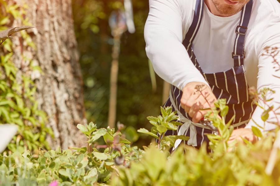 Giardiniere che seleziona rami maturi da prelevare per le talee invernali