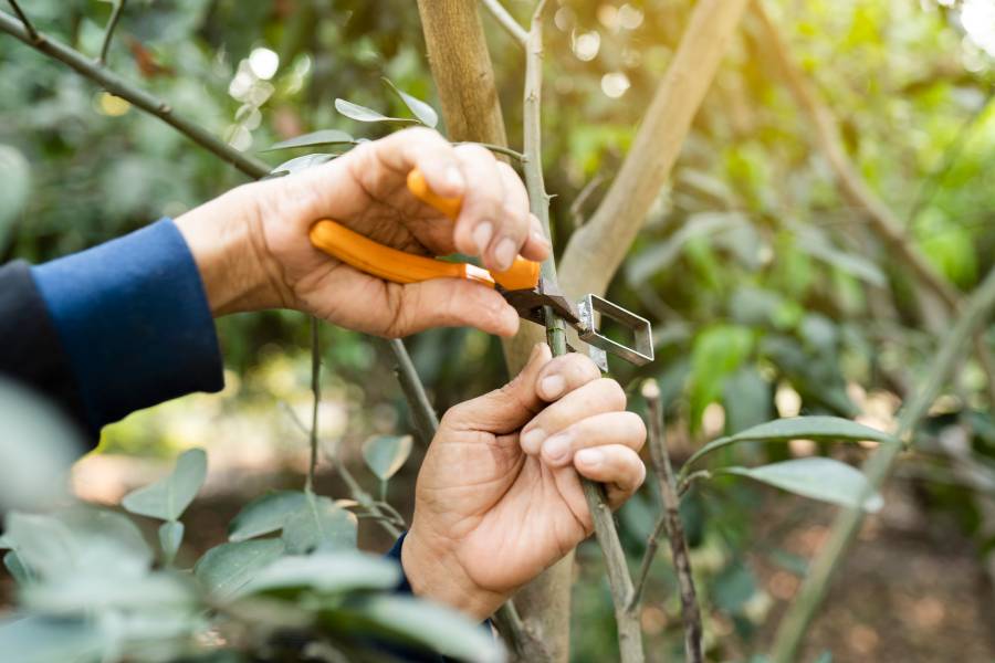 Preparazione talea giovane pianta da frutto