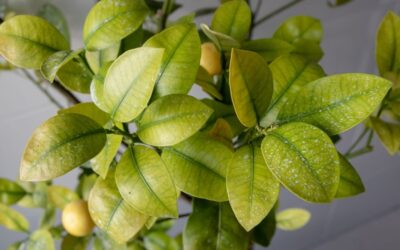 Clorosi ferrica nelle piante: cause, rimedi naturali e prevenzione