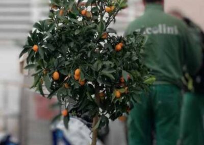 Piccolo agrume ornamentale in vivaio con tecnico LVN sullo sfondo
