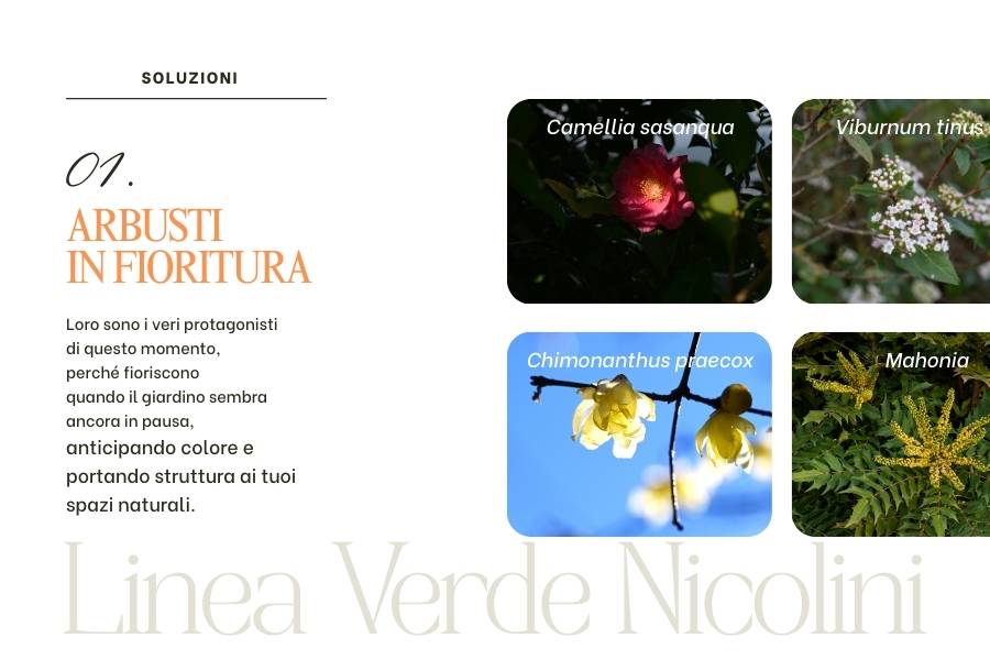 Arbusti in fioritura invernale: Camelia, Calicanto, Viburno e Mahonia