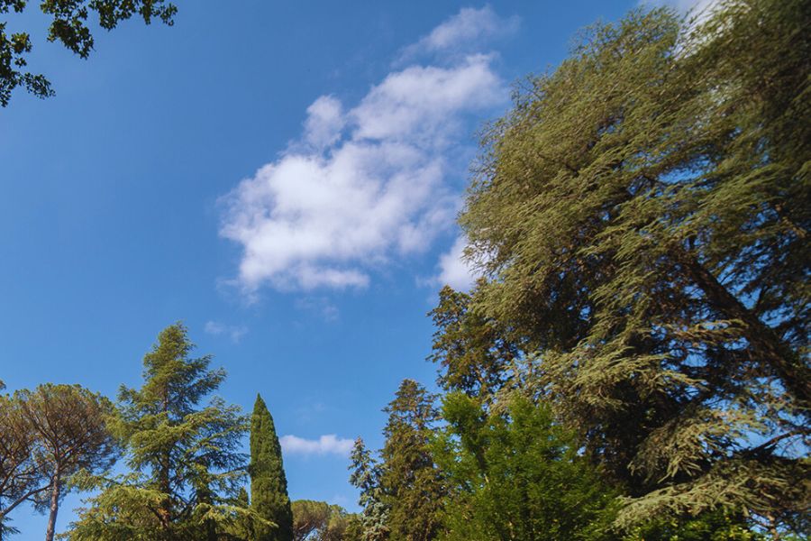 Chiome di alberi e cielo azzurro nel parco de La Trinità