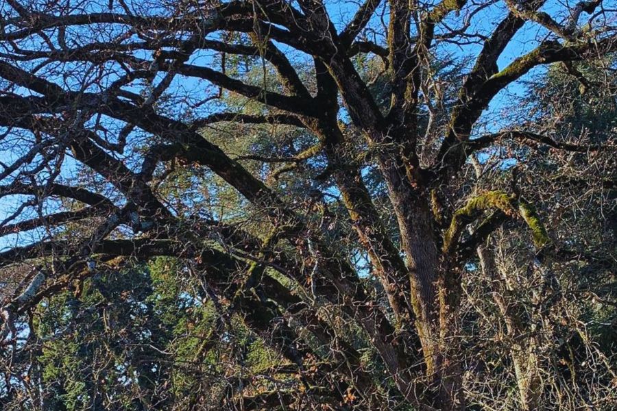 Rami invernali della Quercia Alleluja con intreccio naturale e cielo sullo sfondo