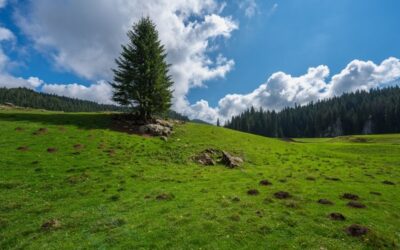 Talpe in giardino: cause e rimedi naturali per eliminarle