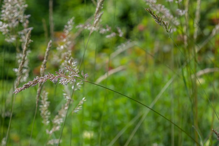 Come riconoscere ed eliminare la Poa Annua dal prato