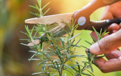 Come potare il Rosmarino: quando e come farlo correttamente
