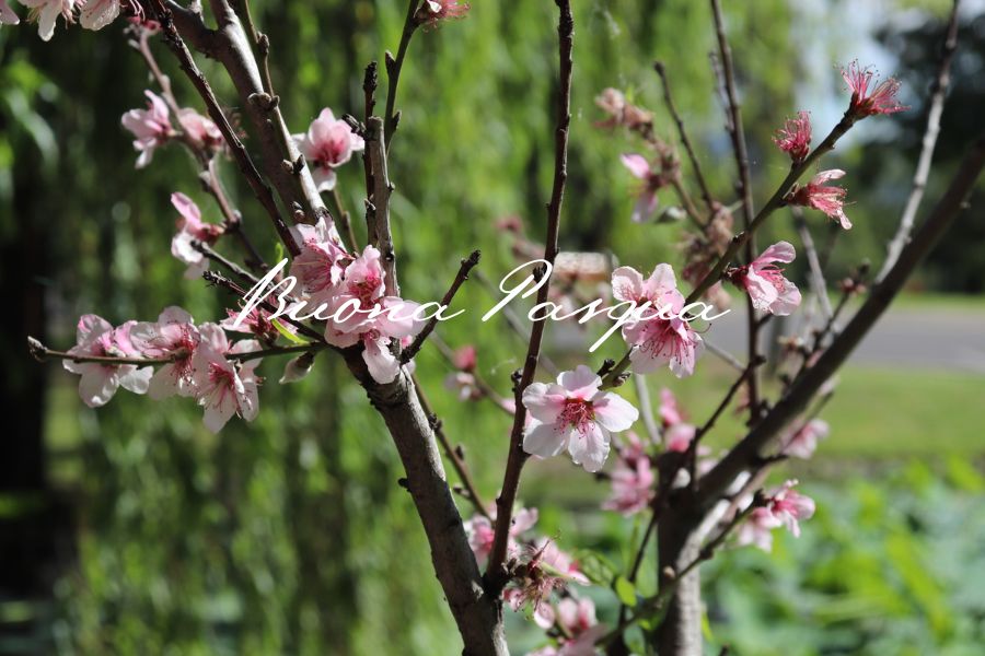 Ramo fiorito rosa in giardino durante la primavera con luce naturale