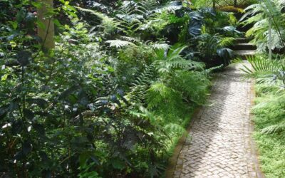 Piante da mezz’ombra e ombra perenni: le migliori 20 da scegliere