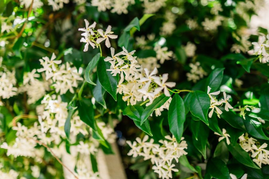 Gelsomino, ecco come farlo arrampicare: trucchi del mestiere