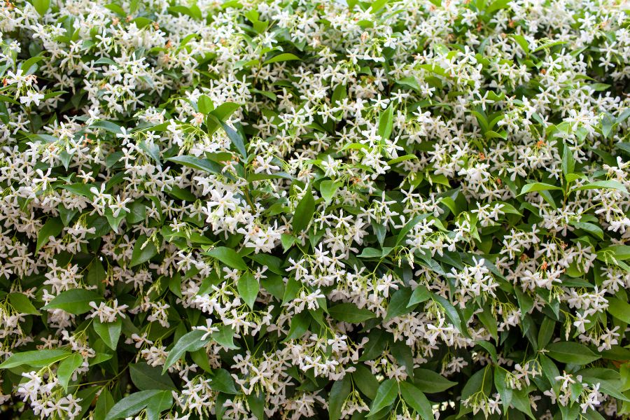 gelsomino rampicante in piena fioritura su parete verde