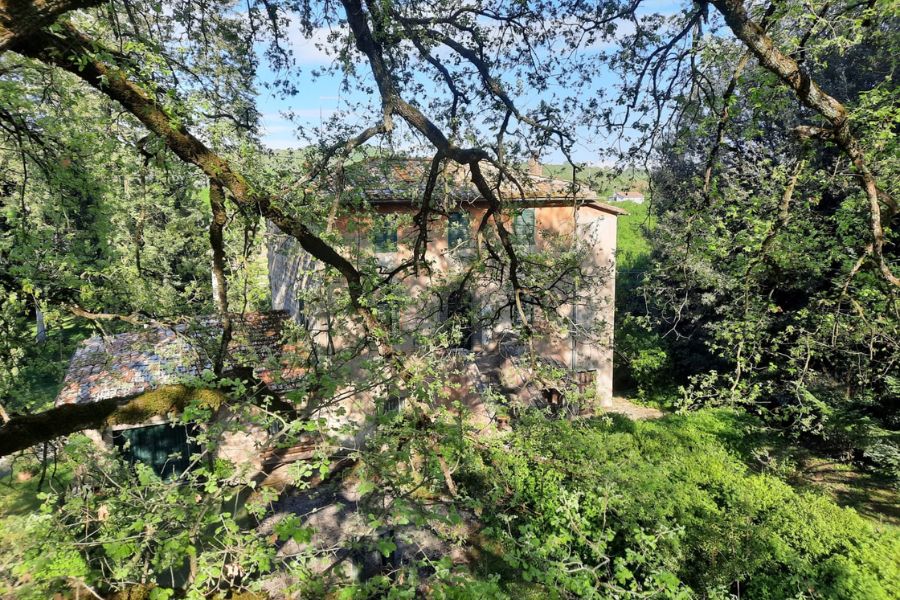 Gli alberi in primavera: cosa osservare dopo l’inverno