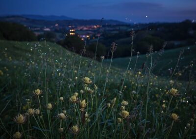 fiori spontanei nei campi durante la notte di San Giovanni