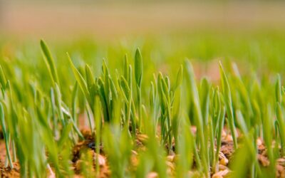 Guida completa alla preparazione del terreno e alla semina del prato
