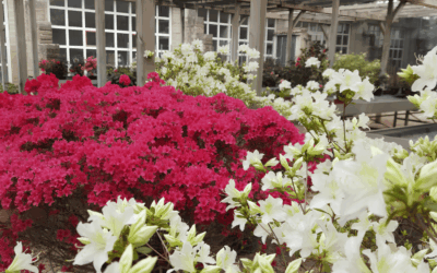 Maggio nel garden: piante e fioriture da scoprire