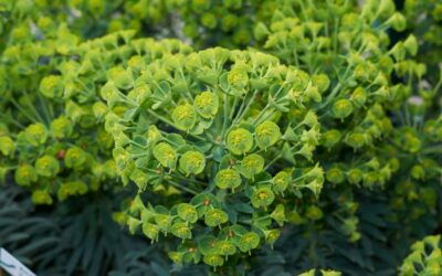 Euphorbia characias: coltivazione e cure