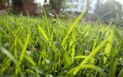 Perché alzare il taglio del prato in estate può salvare l’erba