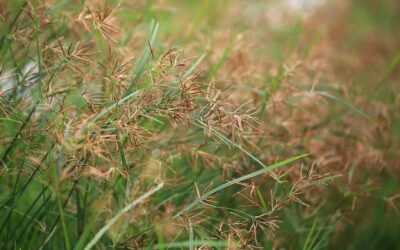 Zigolo infestante: come eliminarlo con soli rimedi naturali